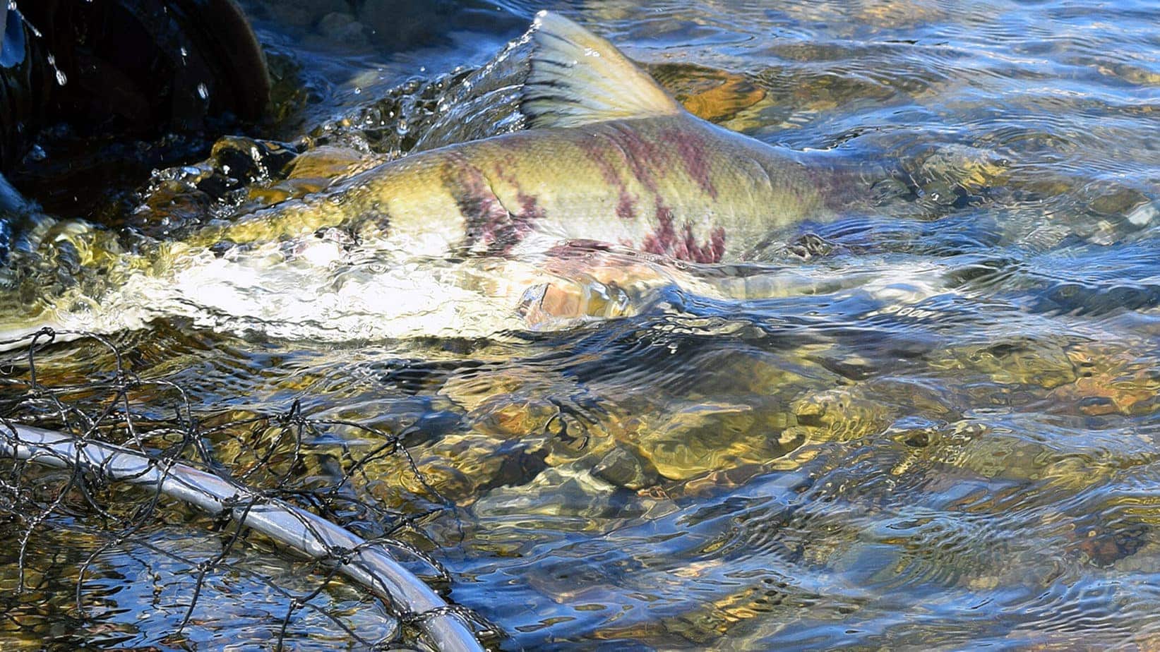 %Fiskerejser efter Laks, ørred og stør% Fiskerejse - Chilliwack - Chum-sættes-ud